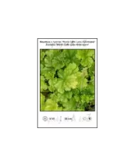 Heuchera-x-hybrida-World-Caffe-Lime-Americano