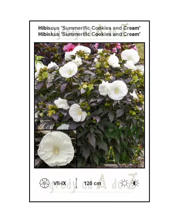 Hibiscus-Summerific-Cookies-and-Cream