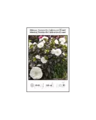 Hibiscus-Summerific-Cookies-and-Cream