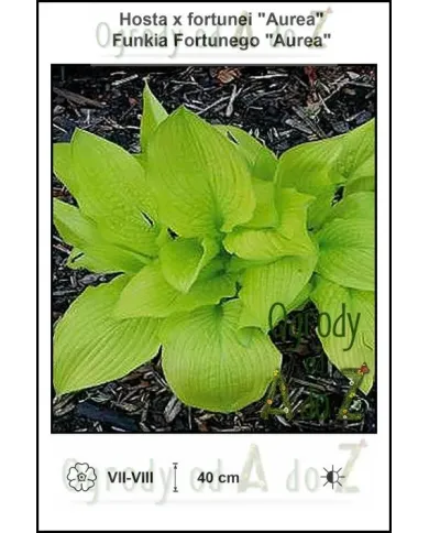 Hosta-x-fortunei-Aurea.jpg