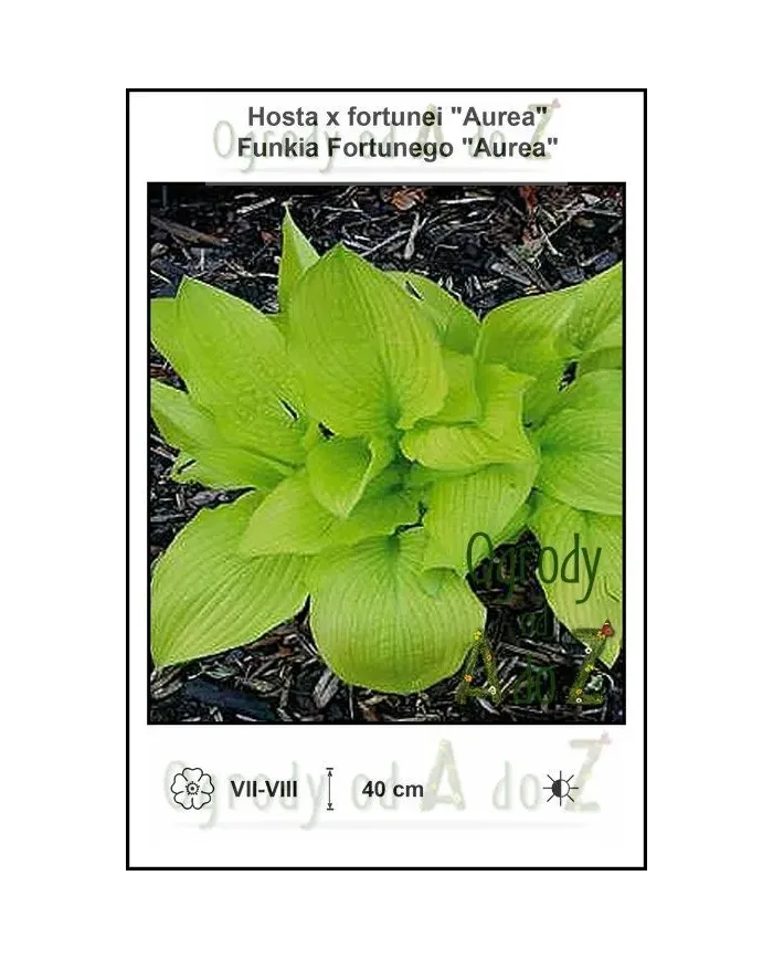 Hosta-x-fortunei-Aurea.jpg