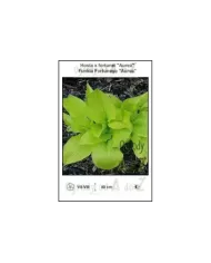 Hosta-x-fortunei-Aurea.jpg