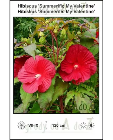 Hibiscus-Summerific-My-Valentine