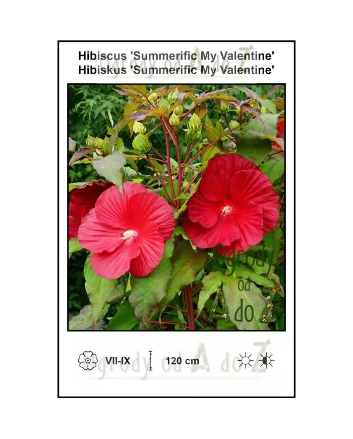Hibiscus-Summerific-My-Valentine