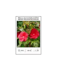 Hibiscus-Summerific-My-Valentine