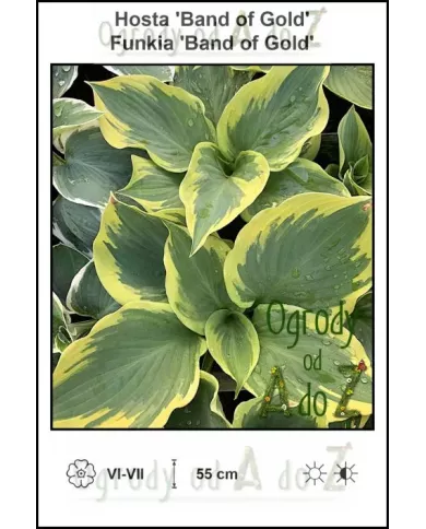 Hosta-Band-of-Gold