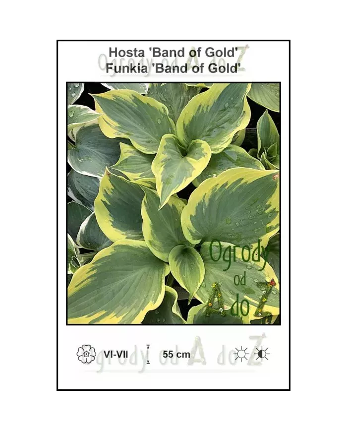 Hosta-Band-of-Gold
