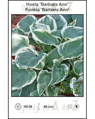 Hosta-Barbara-Ann
