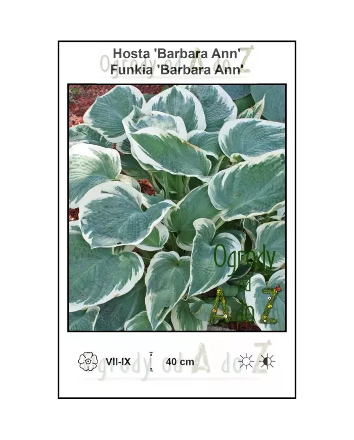 Hosta-Barbara-Ann