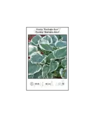 Hosta-Barbara-Ann