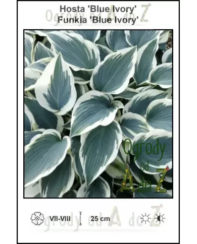 Hosta-Blue-Ivory