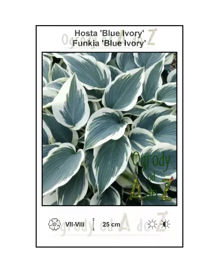 Hosta-Blue-Ivory