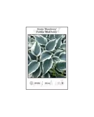 Hosta-Blue-Ivory