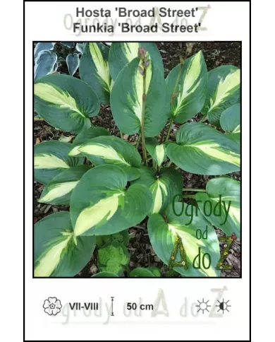 Hosta-Broad-Street
