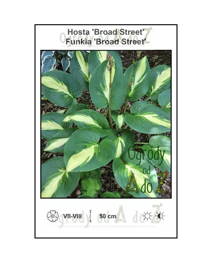 Hosta-Broad-Street