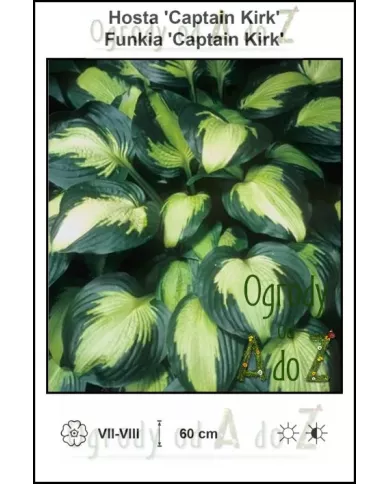 Hosta-Captain-Kirk