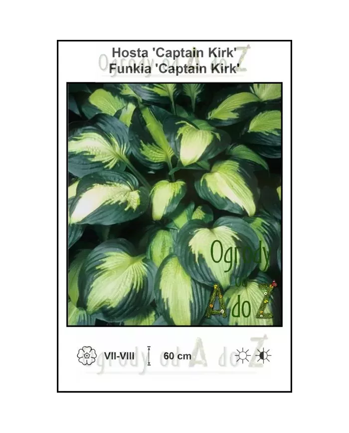 Hosta-Captain-Kirk