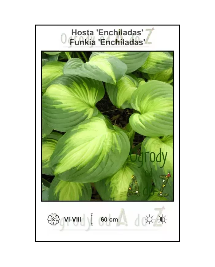 Hosta-Enchiladas