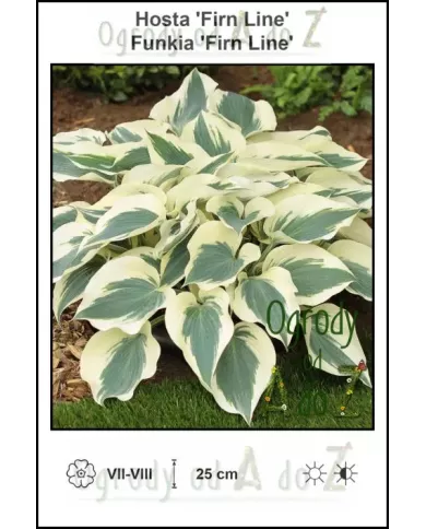 Hosta-Firn-Line