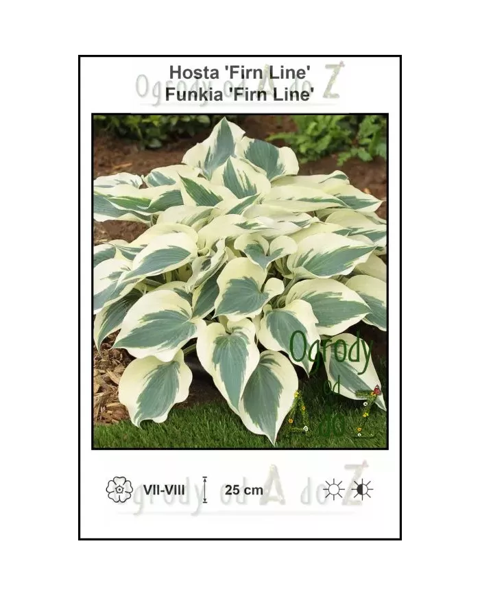 Hosta-Firn-Line