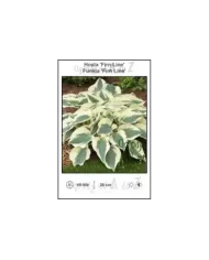 Hosta-Firn-Line