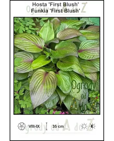 Hosta-First-Blush