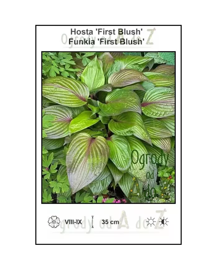 Hosta-First-Blush