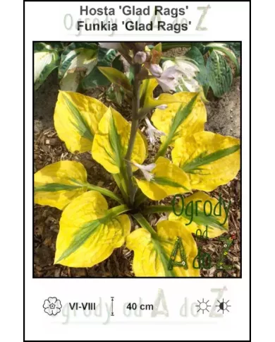 Hosta-Glad-Rags