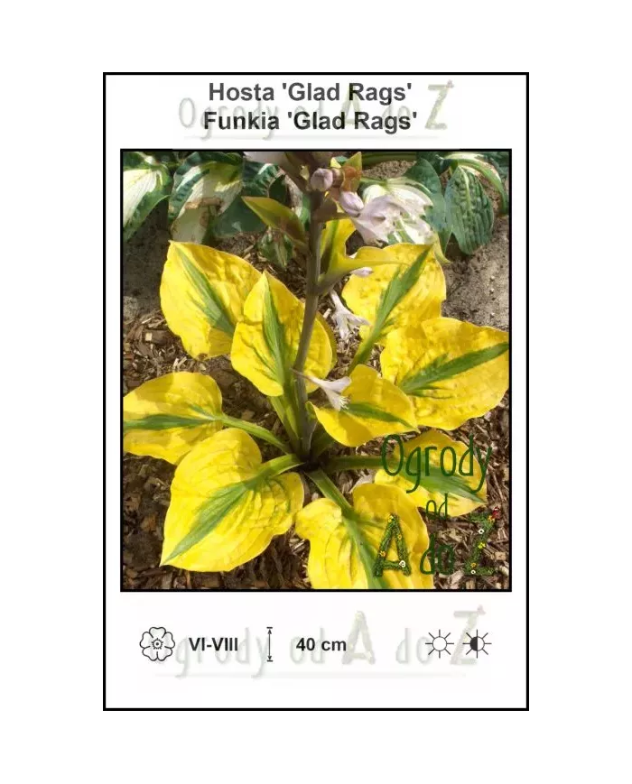 Hosta-Glad-Rags