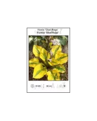 Hosta-Glad-Rags