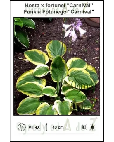 Hosta-x-fortunei-Carnival.jpg
