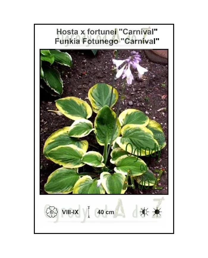 Hosta-x-fortunei-Carnival.jpg