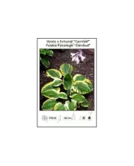 Hosta-x-fortunei-Carnival.jpg