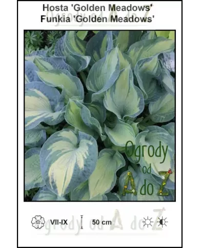 Hosta-Golden-Meadows