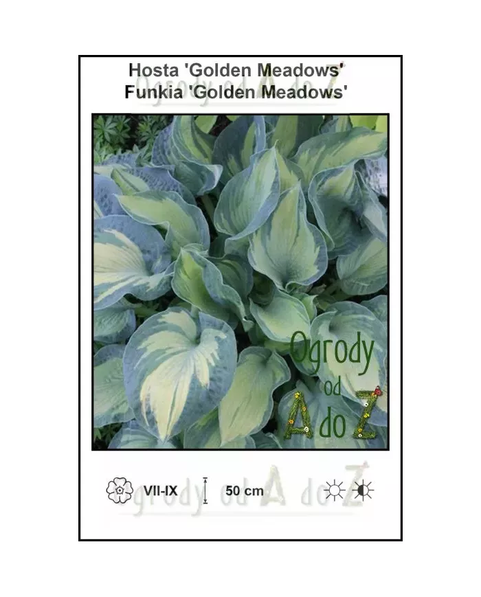 Hosta-Golden-Meadows