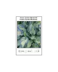 Hosta-Golden-Meadows