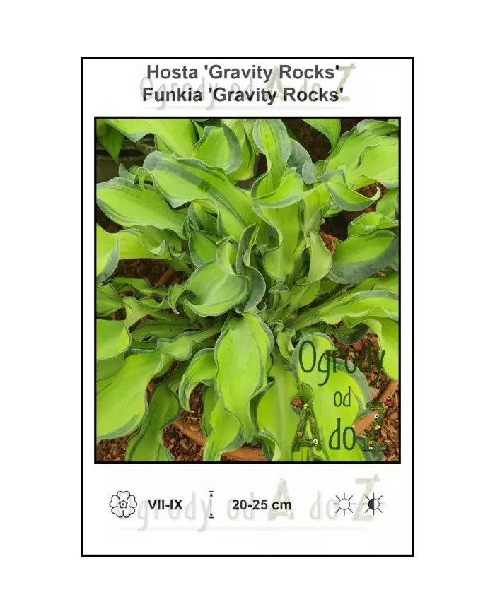 Hosta-Gravity-Rocks