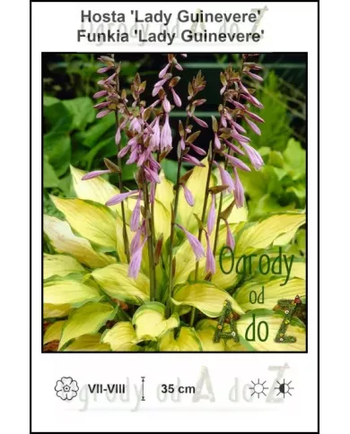 Hosta-Lady-Guinevere