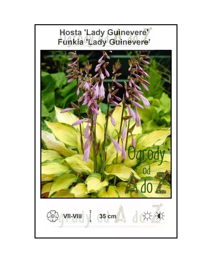 Hosta-Lady-Guinevere