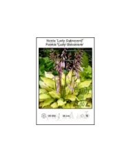 Hosta-Lady-Guinevere