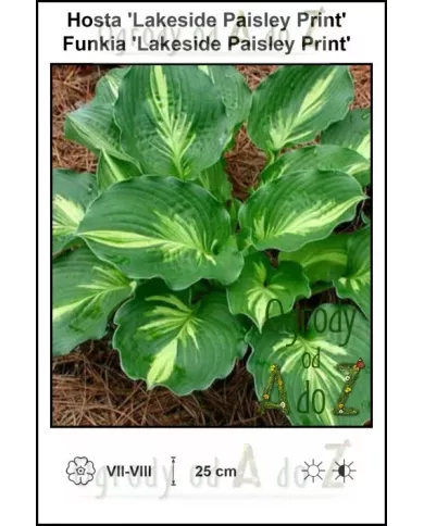 Hosta-Lakeside-Paisley-Print