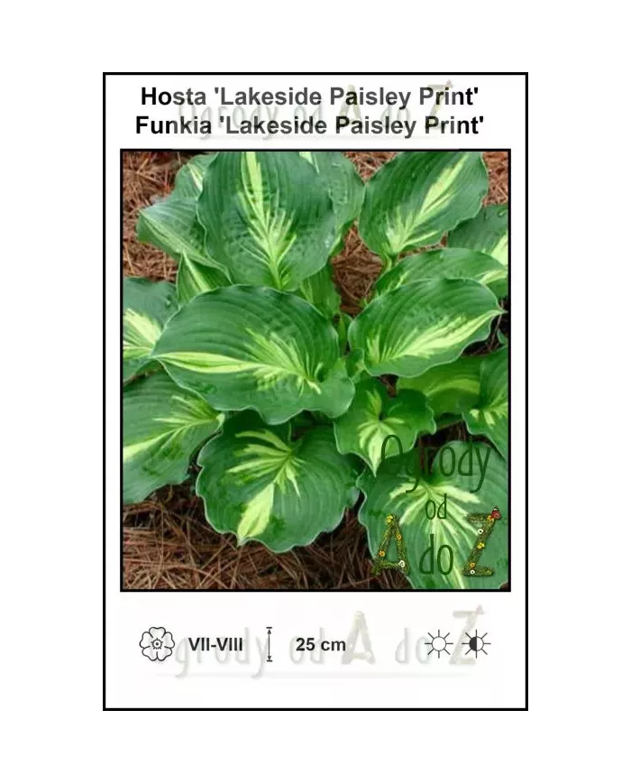 Hosta-Lakeside-Paisley-Print