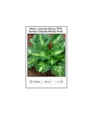 Hosta-Lakeside-Paisley-Print