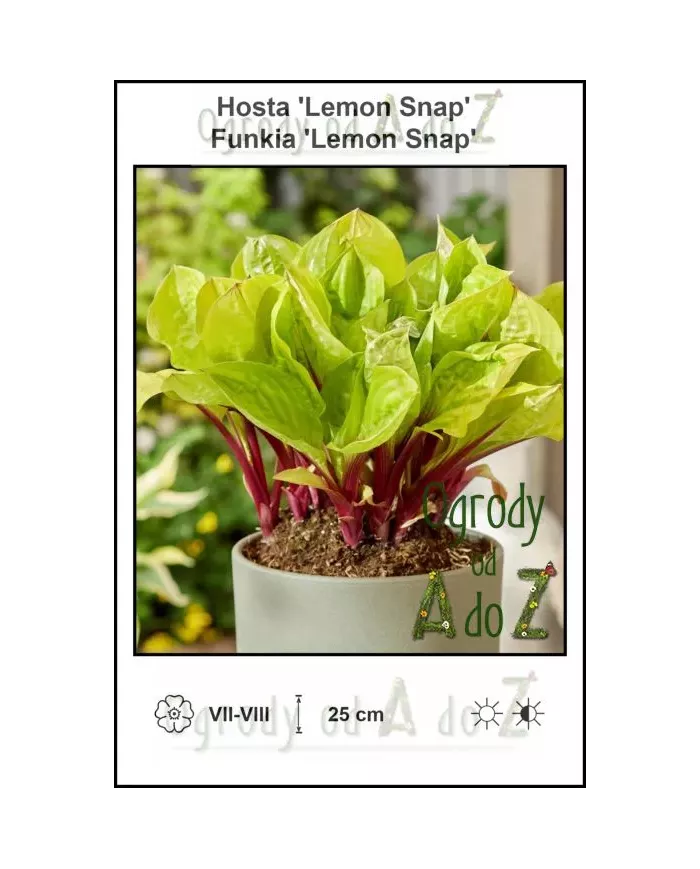 Hosta-Lemon-Snap