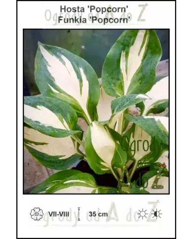 Hosta-Popcorn