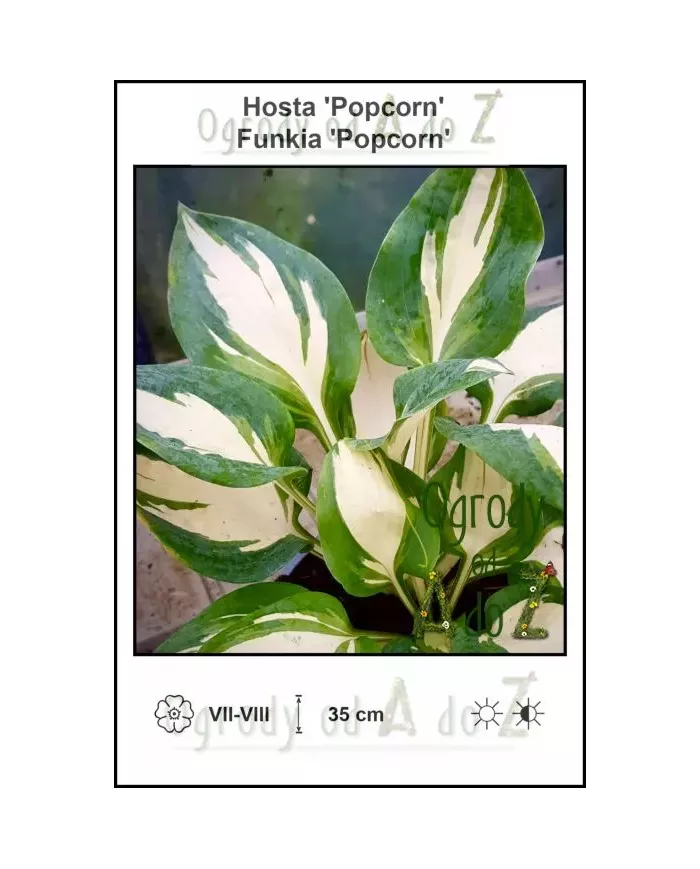 Hosta-Popcorn