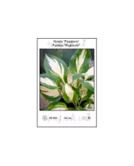 Hosta-Popcorn