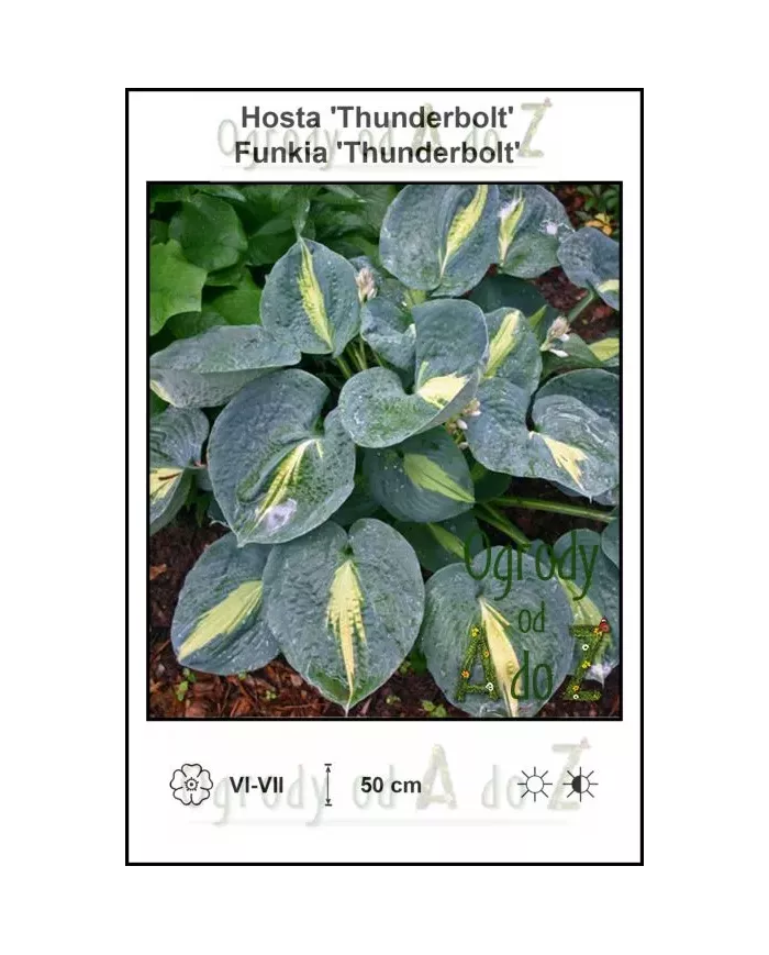 Hosta-Thunderbolt