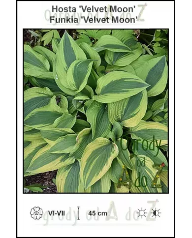 Hosta-Velvet-Moon