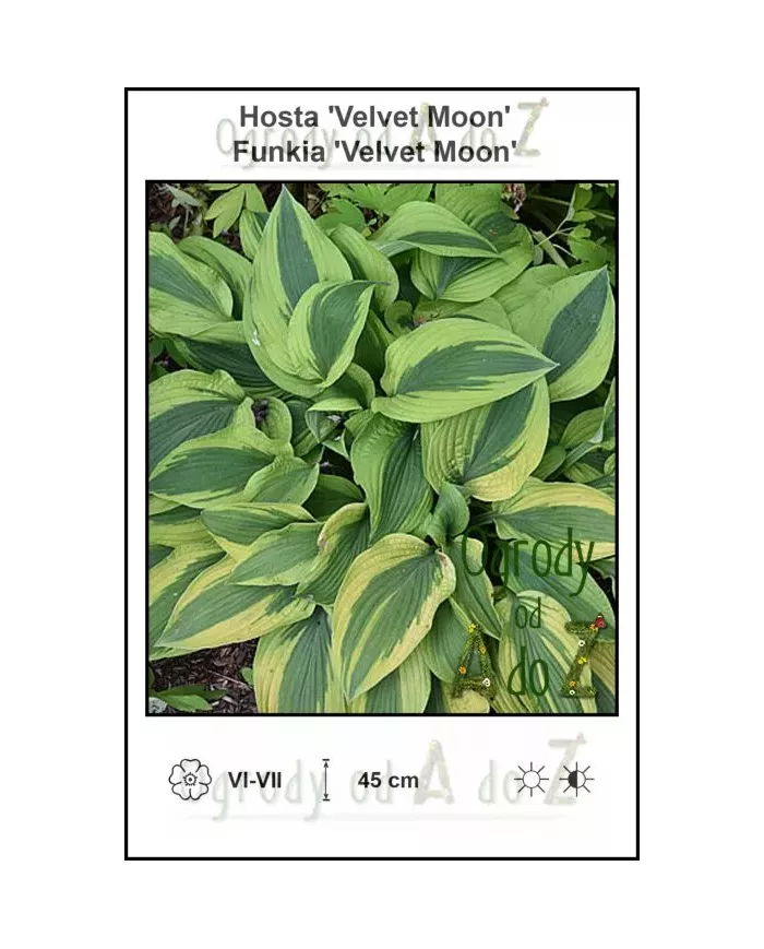 Hosta-Velvet-Moon
